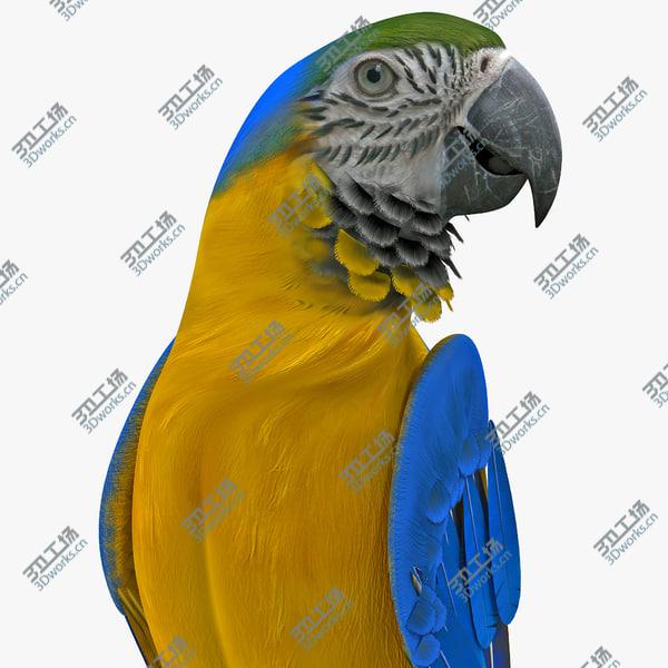 images/goods_img/20210312/Blue and Gold Macaw Rigged/1.jpg